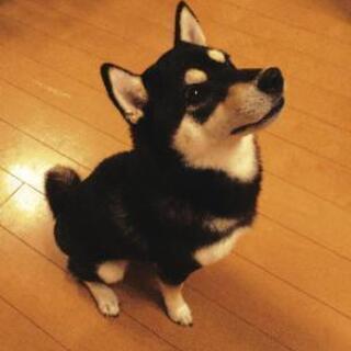 柴犬