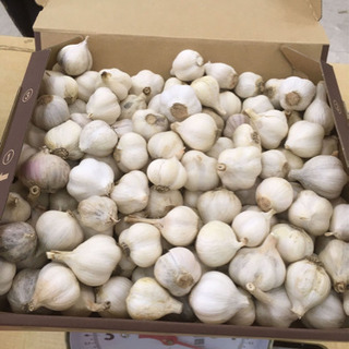【農薬不使用】にんにく　SS玉　1.2kg 全国一律送料