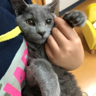 富山県猫里親募集