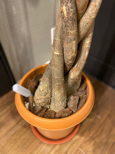 パキラ観葉植物