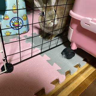 ウサギ