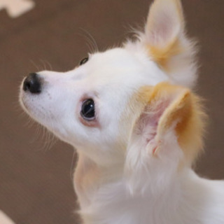 かわいいチワワちゃん