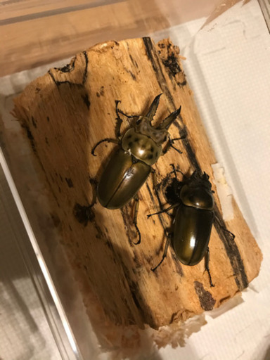 ババオウゴンオニクワガタ　幼虫