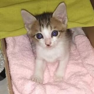 キジ白の子猫　【里親様決定しました☆彡】