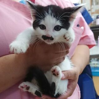 黒白チョビ髭オス子猫