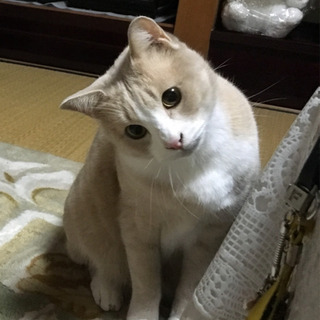 ベタ慣れ！スキンシップ大好きな男の子です。