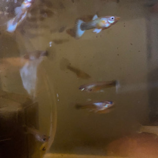 国産グッピー幼魚🐟匹200円