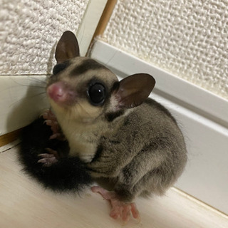 フクロモモンガ里親募集