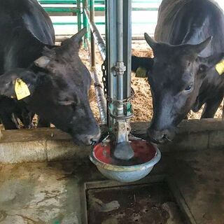 松阪まるよし玉城牧場での松阪牛の肥育管理 正社員募集の画像
