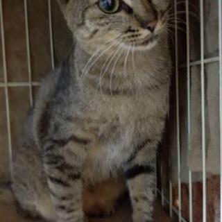 月齢修正キジ猫(女の子)二歳の画像