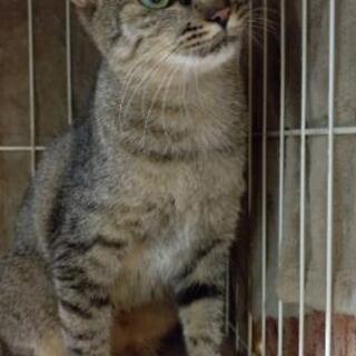月齢修正キジ猫(女の子)二歳 - 福岡市
