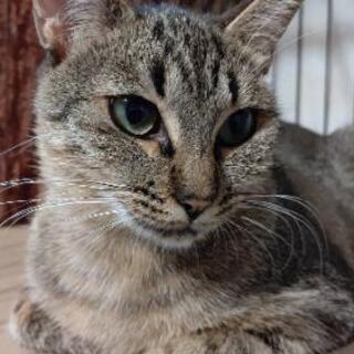 月齢修正キジ猫(女の子)二歳 - 猫
