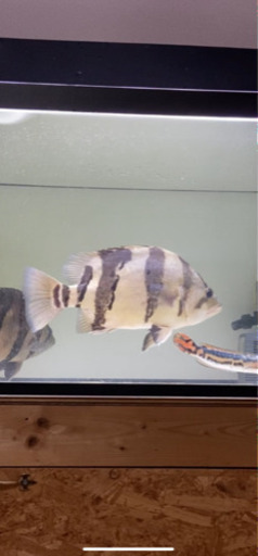 ダトニオリアルバンドホワイトタイプ35センチぐらい