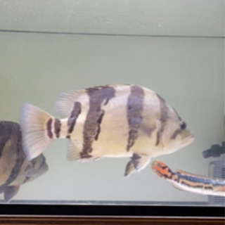 ダトニオリアルバンドホワイトタイプ35センチぐらい ダトニオリアルバンドホワイトタイプ35センチぐらい