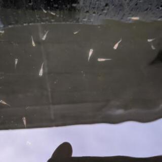 メダカ　三色ラメ　稚魚15匹