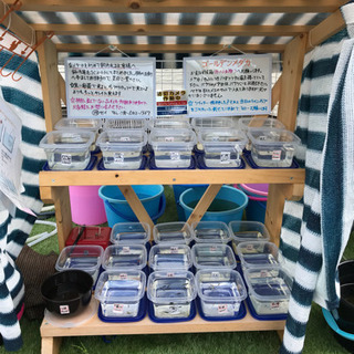 ゴールデンメダカ無人販売所 10月17日 メダカ各種