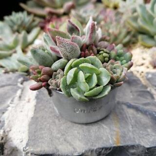 【soldout】多肉植物　寄植え　ミニチュア寸胴鍋　ネルソル使用