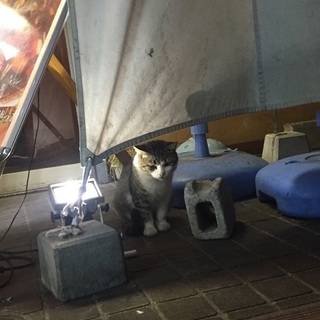 近場で散歩やごはん、電話ができるような友達探してます◎