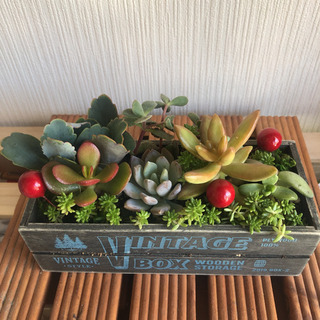多肉植物寄せ植え