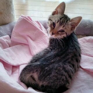 人馴れしている子猫オスメスいます