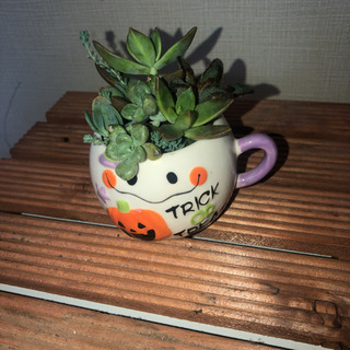 ハロウィン多肉植物寄せ植え