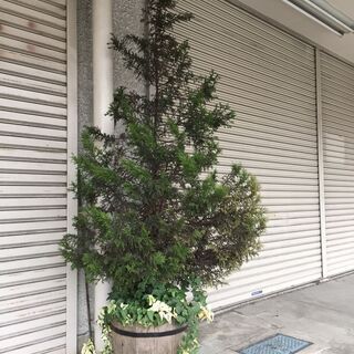 無料でお譲りします 大型観葉植物 1.8ｍ　ゴールドクレスト　ク...