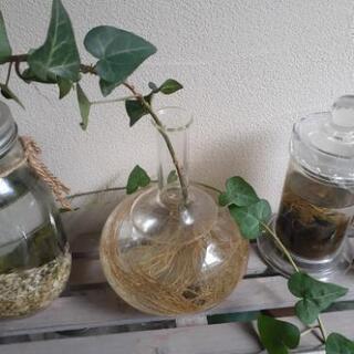 新芽成長中！【TENOHA代官山】購入7年物(強い)挿し木用アイビー差し上げますの画像