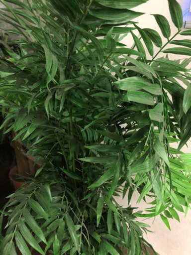観葉植物10 (掲載最後)