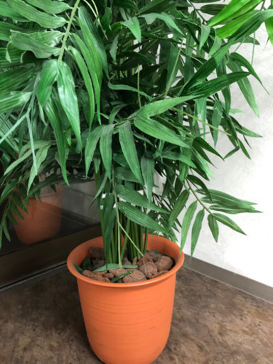 観葉植物10 (掲載最後)