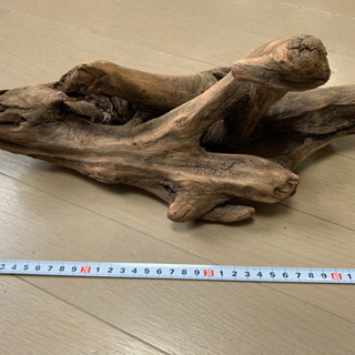 流木その1