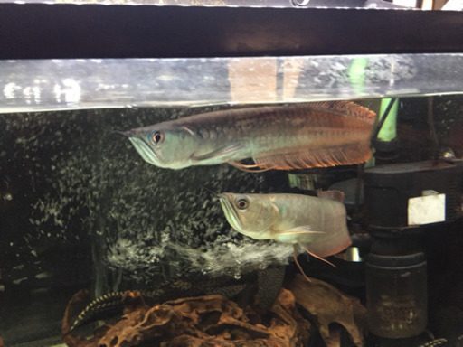 シルバーアロワナ 熱帯魚