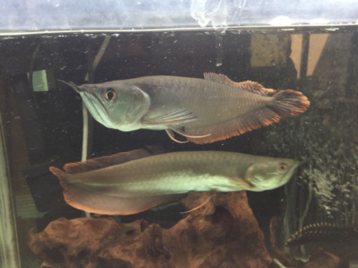 シルバーアロワナ 熱帯魚