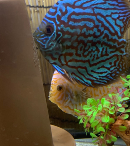 ディスカス　水槽　夫婦　売ります