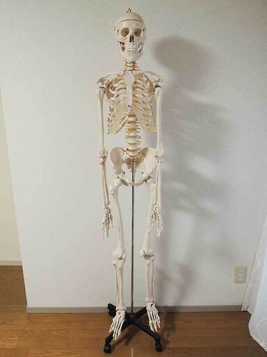等身大 人体模型 全身骨格模型 状態良好 人体骨格モデル 整体整骨