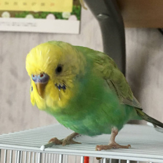 【緊急‼️迷子セキセイインコ】探してください‼️