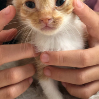 届け出ずみで飼い主なしの確認済み、生後一ヶ月半くらいの猫です