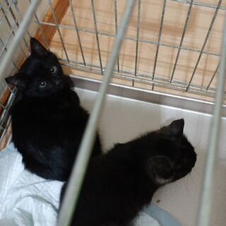 ２匹黒子猫の里親探しています！