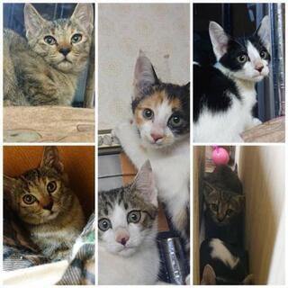 生後〜1ヶ月半の子猫ちゃん