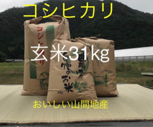 令和元年産　コシヒカリ100%  玄米31キロ 低農薬　残り2袋