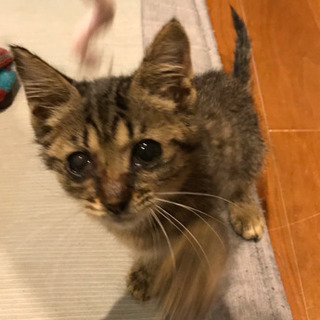 飼い主になてニャ〜