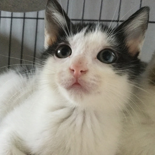 生後2カ月、黒白♂のモン
