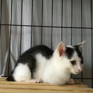 生後2カ月、白黒♂のカン - 猫