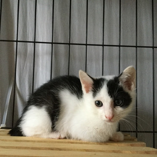 生後2カ月、白黒♂のカン - 大和市