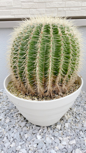 30年物★金シャチ サボテン