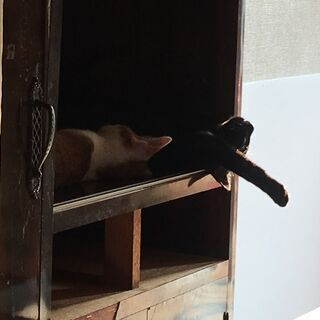 茶白（オス）黒（メス）兄妹6か月（ノミ取り・ワクチン済み）費用は請求しません - 猫