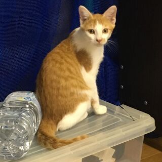 茶白（オス）黒（メス）兄妹6か月（ノミ取り・ワクチン済み）費用は請求しません − 福岡県