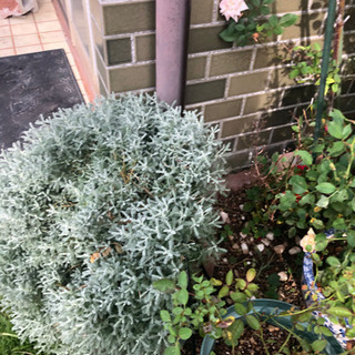 花、ハーブ色々