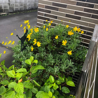 花、ハーブ色々の画像