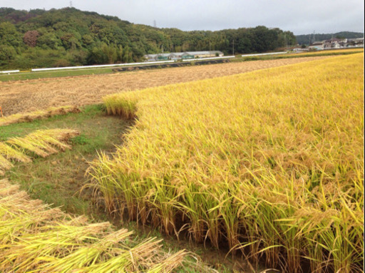 令和2年収穫、ヒノヒカリ！新米ですよ！30キロ