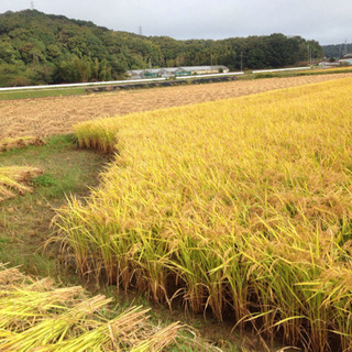 令和2年収穫、ヒノヒカリ！新米ですよ！30キロ